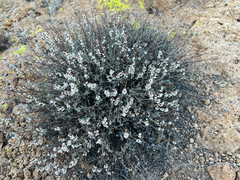 Eriogonum wrightii var. wrightii - Calflora