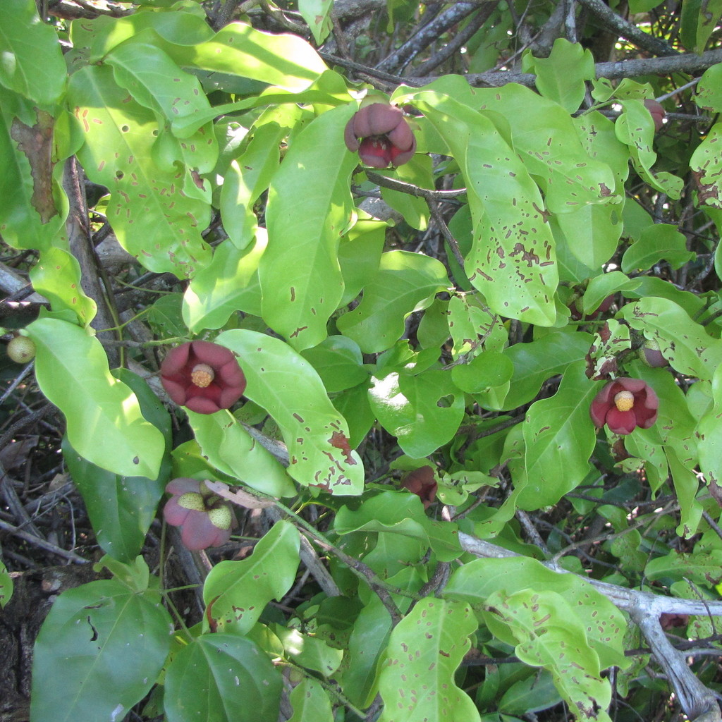 Uvaria concava