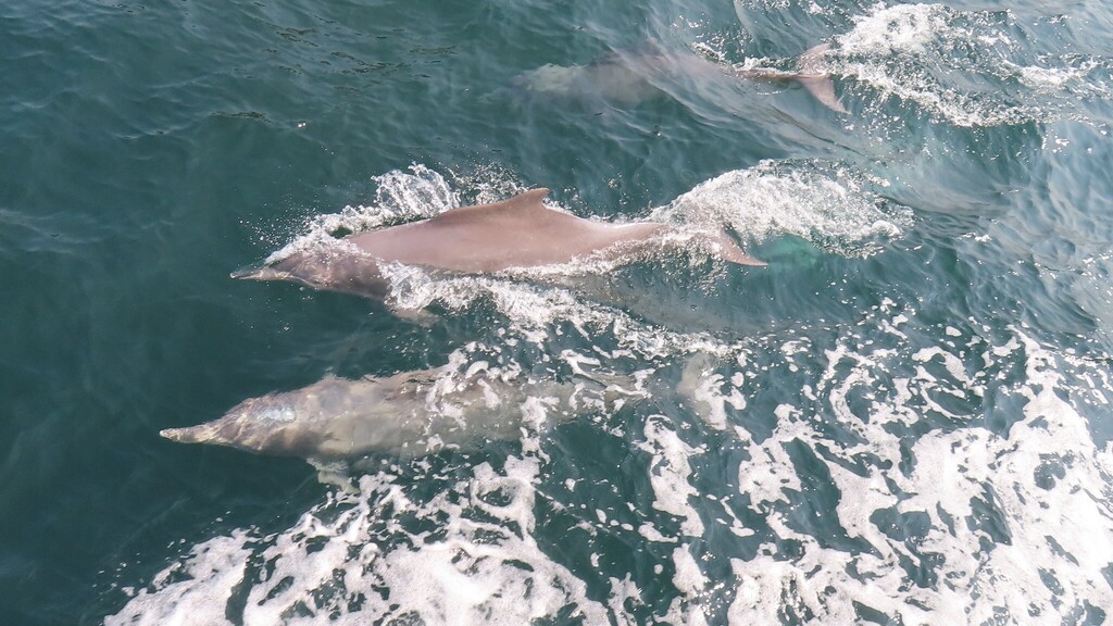 Two Indian Ocean humpback dolphins swimming fast at the surface