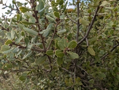 Northern Red Oak (Quercus rigida)