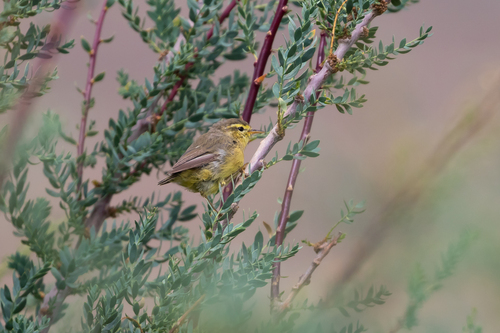 Tickell's Leaf Warbler (Phylloscopus affinis), photo 6