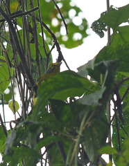 Vireolanius leucotis