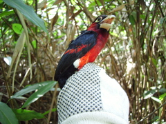 Lybius bidentatus