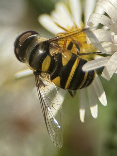 Unknown species found near Cumnock Rd, Sanford, NC, US
