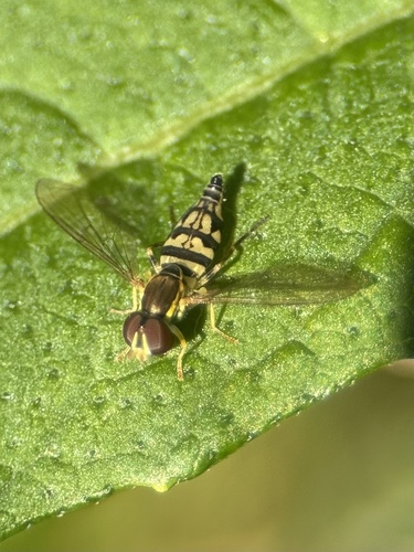 Unknown species found near R Jordan Rd, Sanford, NC, US