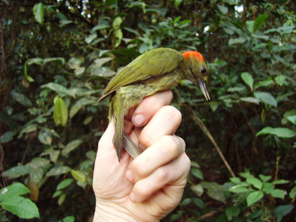 Elliot's Woodpecker