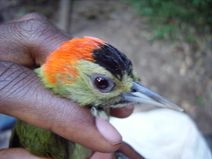 Chloropicus elliotii