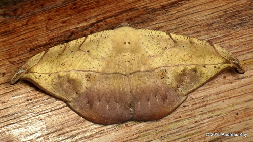 Oxydia platypterata
