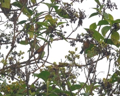 Conirostrum rufum