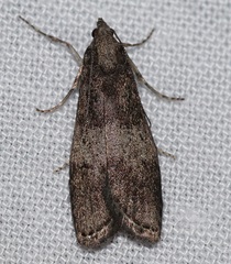 Aphomia baryptera