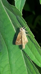 Lerodea eufala eufala