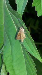 Lerodea eufala eufala