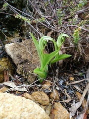 Pterostylis dubia