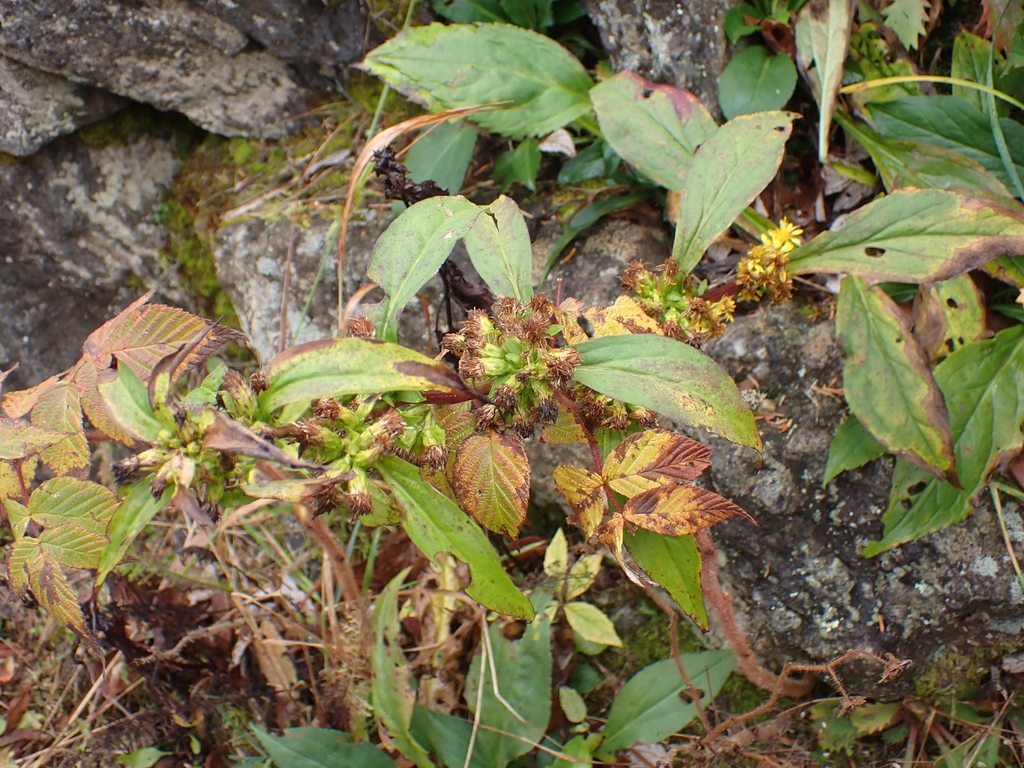 Solidago glomerata; photograph (c) harrier, some rights reserved (CC BY)