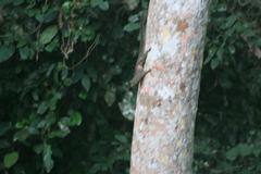 Heliosciurus punctatus