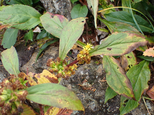 Solidago glomerata, photograph 2