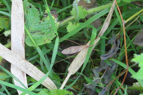 Unknown species found near 431 E Rd, Milton, VT 05468, USA