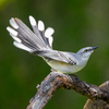Tropical Mockingbird - Photo (c) José Antonio Linage Espinosa, some rights reserved (CC BY-NC), uploaded by José Antonio Linage Espinosa