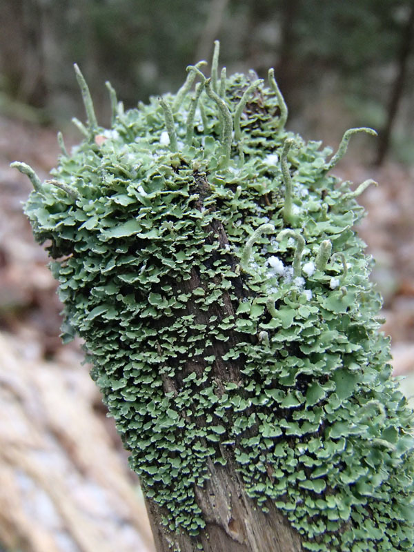 Common Powderhorn