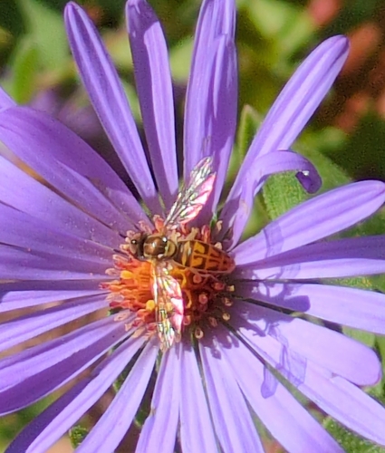 Unknown species found near Ashley Forest, Durham, NC 27703, USA