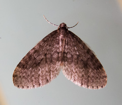 Operophtera occidentalis