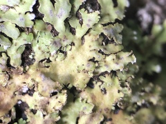 Physconia grumosa