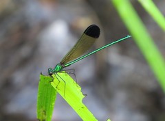 Calopteryx dimidiata