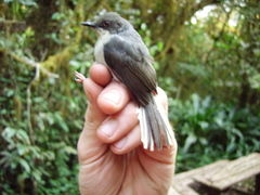 Apalis cinerea