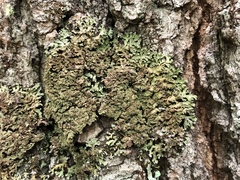Physconia grumosa