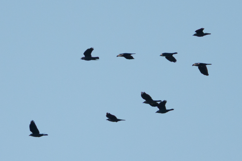 Eurasian Jackdaw