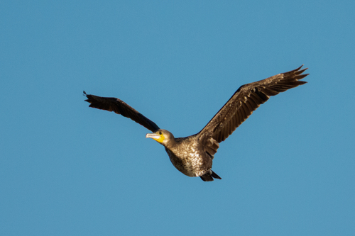 Great Cormorant