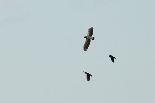 Hooded Crow
