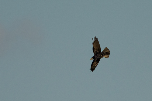 Rook