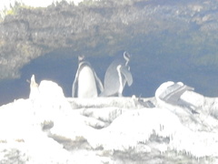 Spheniscus humboldti