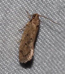 Syncometes vilis