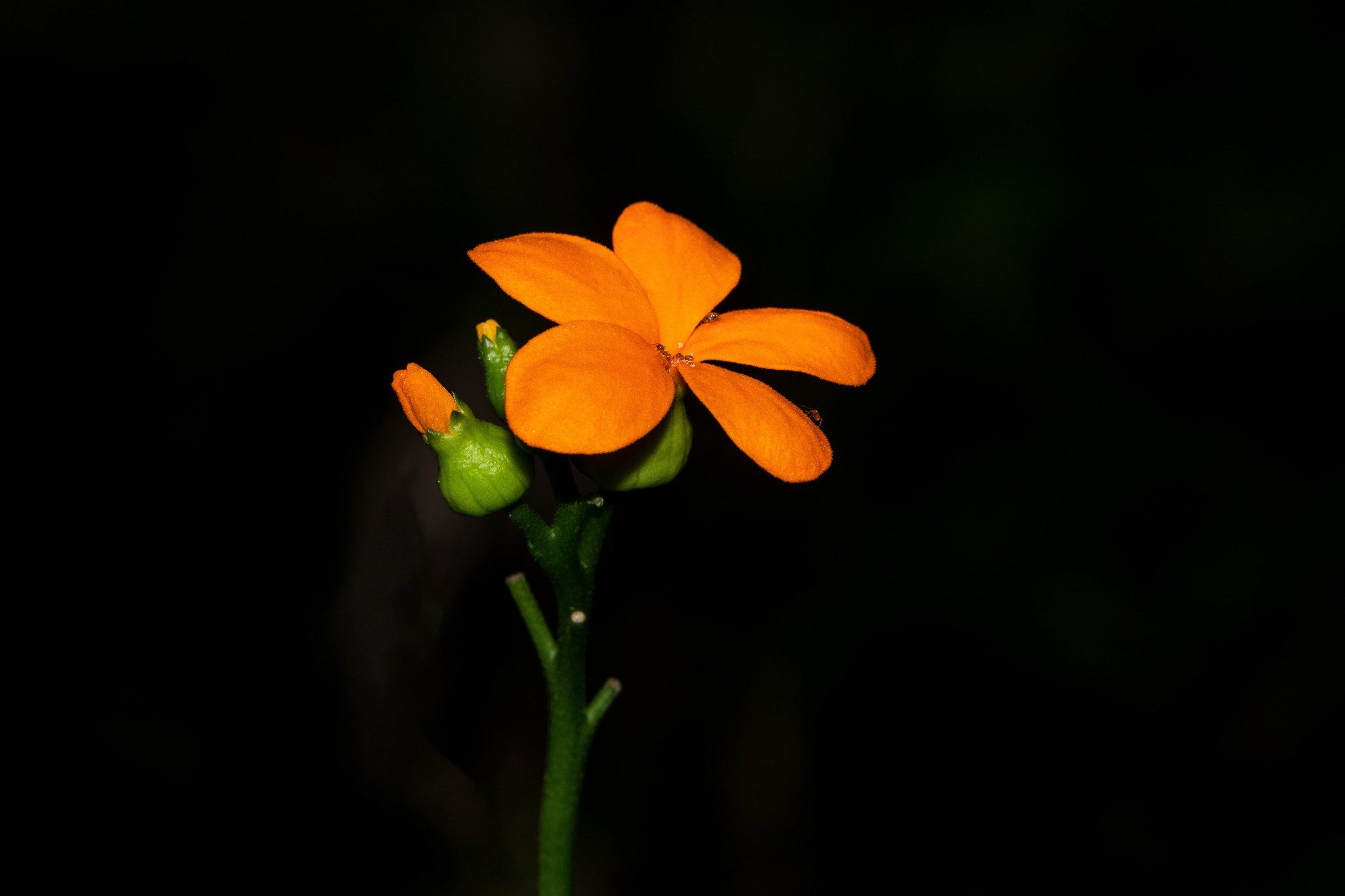 Psiguria pedata