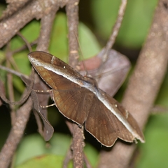 Hemeroblemma opigena