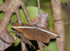 Hemeroblemma opigena