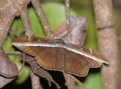 Hemeroblemma opigena