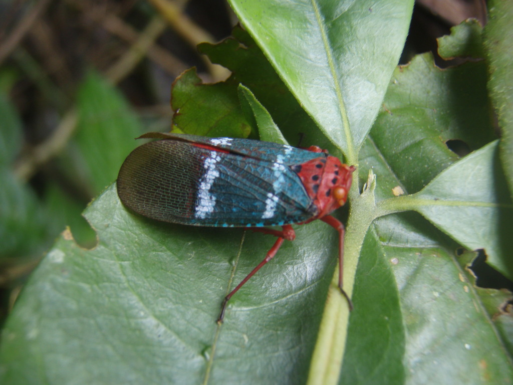 Metaphaena novemmaculata