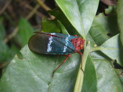 Metaphaena