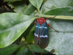 Metaphaena
