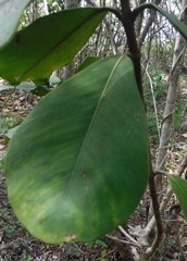Clusia rosea