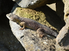 Sceloporus dugesii