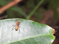 Myrmarachne formosana