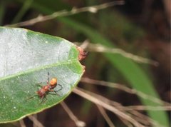 Myrmarachne formosana