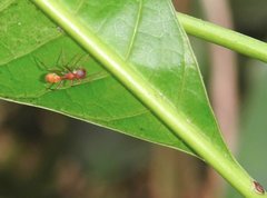 Myrmarachne formosana