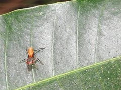 Myrmarachne formosana