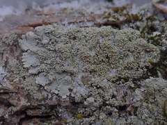 Hypotrachyna showmanii