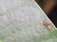 Myrmarachne formosana